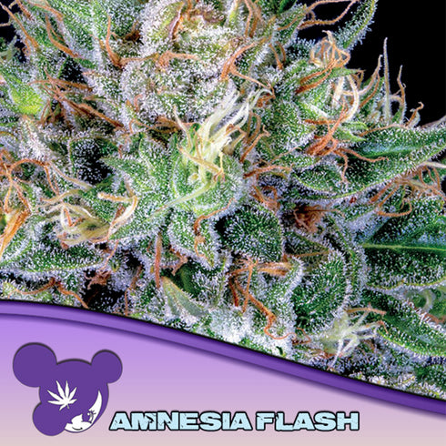 Anesia Seeds - Amnesia Flash